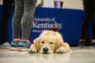 Dog relaxing on the floor