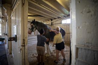 2 students brushing a horse