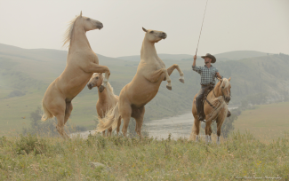 4 horses with 1 person riding