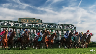 horses at a gate