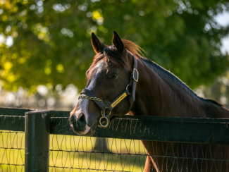 Horse by a fence