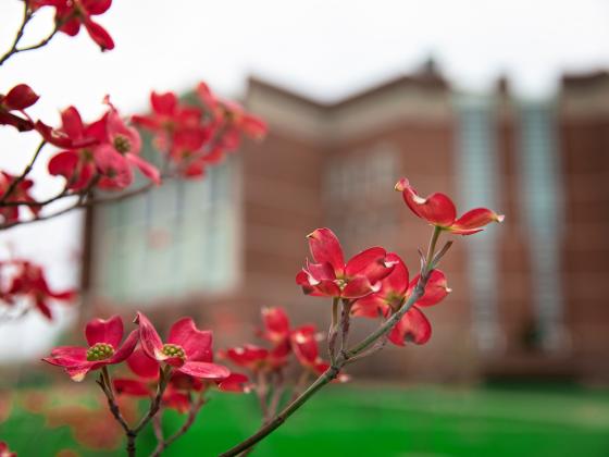 red flowers in front of the Willy T. Library